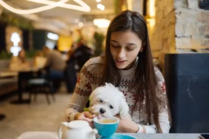 Dog-Friendly Cafes Near Dartmoor
