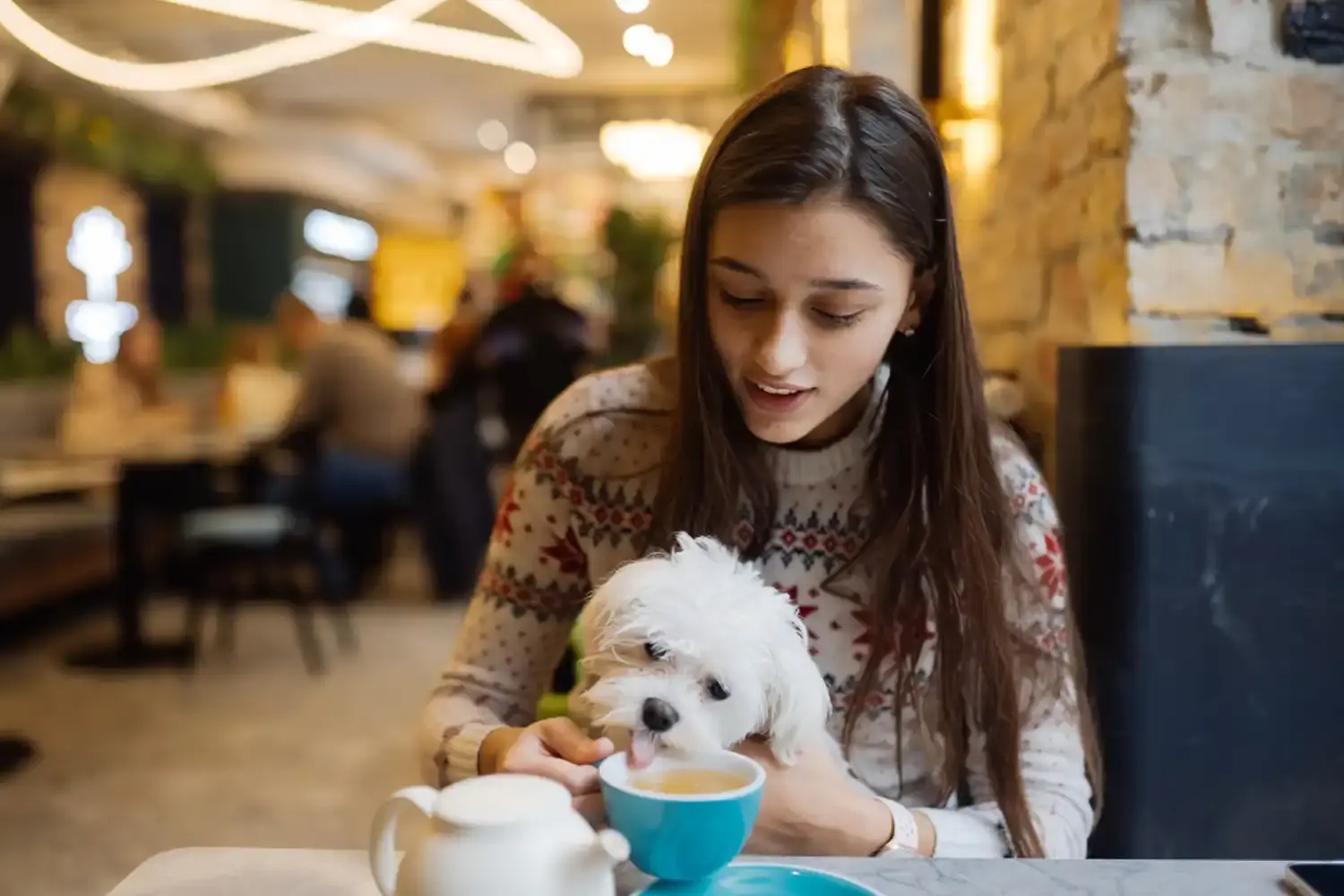 Dog-Friendly Cafes Near Dartmoor